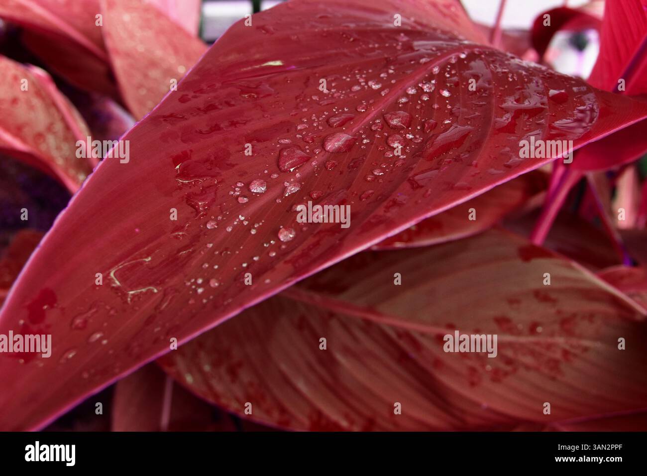 Fond de feuillage d'automne avec des couleurs riches de feuilles Banque D'Images