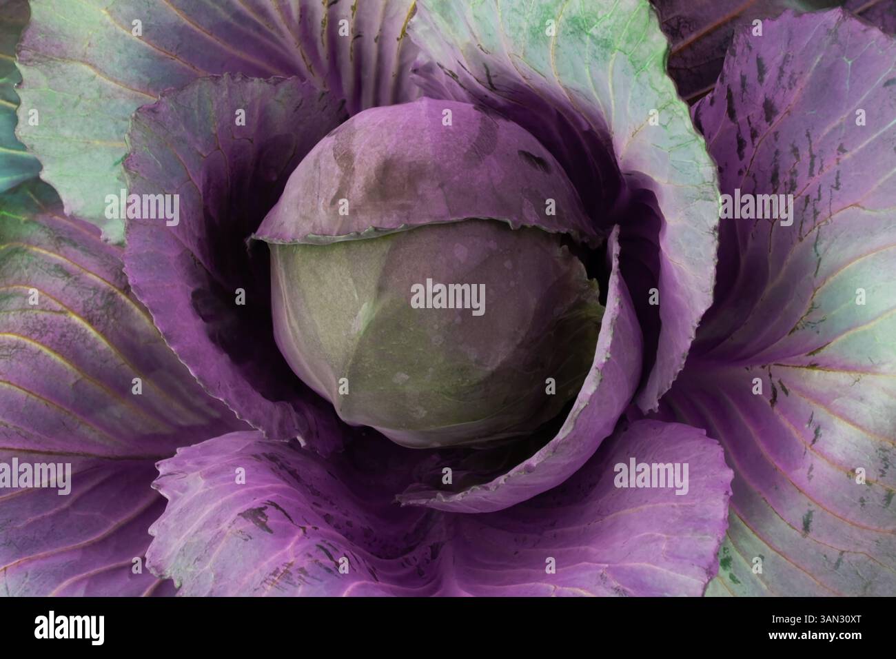 Motif accrocheur de chou frisé ornemental vert violet avec une couleur riche et des détails naturels Banque D'Images