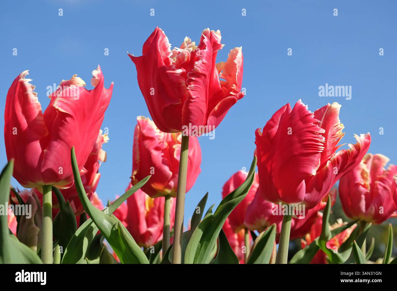 Rouge avec bords blancs perroquet fourré Tulip, tulipa « Dee Jay Parrot » en fleur. Banque D'Images