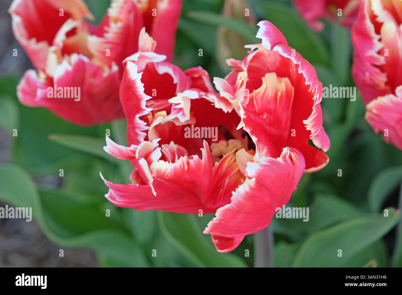 Rouge avec bords blancs perroquet fourré Tulip, tulipa « Dee Jay Parrot » en fleur. Banque D'Images