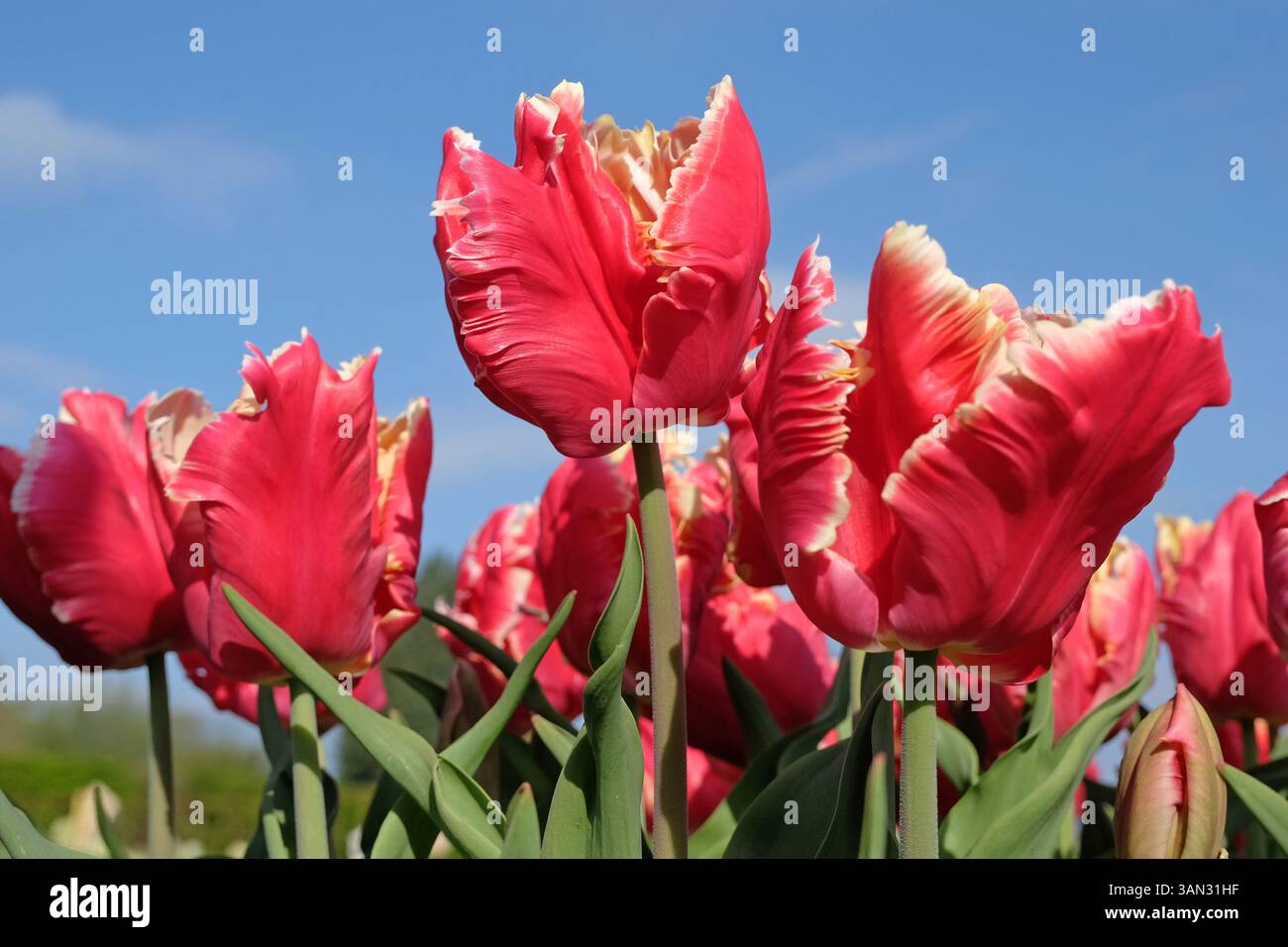 Rouge avec bords blancs perroquet fourré Tulip, tulipa « Dee Jay Parrot » en fleur. Banque D'Images