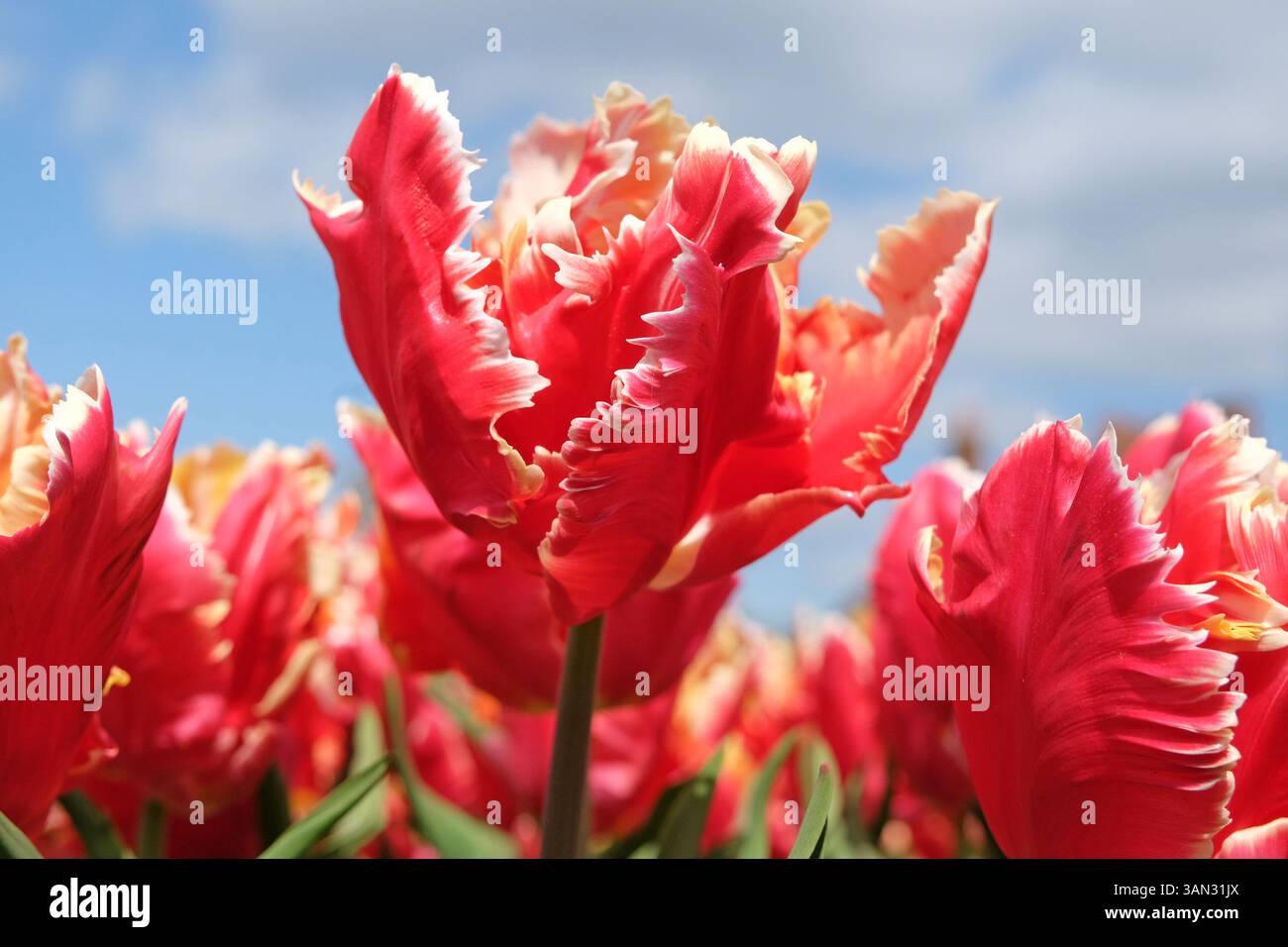 Rouge avec bords blancs perroquet fourré Tulip, tulipa « Dee Jay Parrot » en fleur. Banque D'Images
