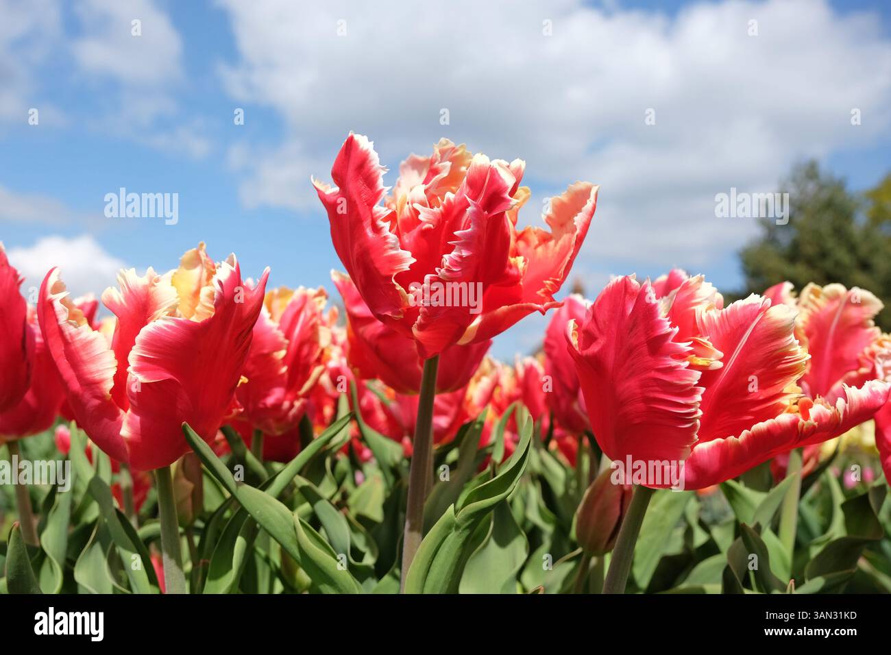 Rouge avec bords blancs perroquet fourré Tulip, tulipa « Dee Jay Parrot » en fleur. Banque D'Images