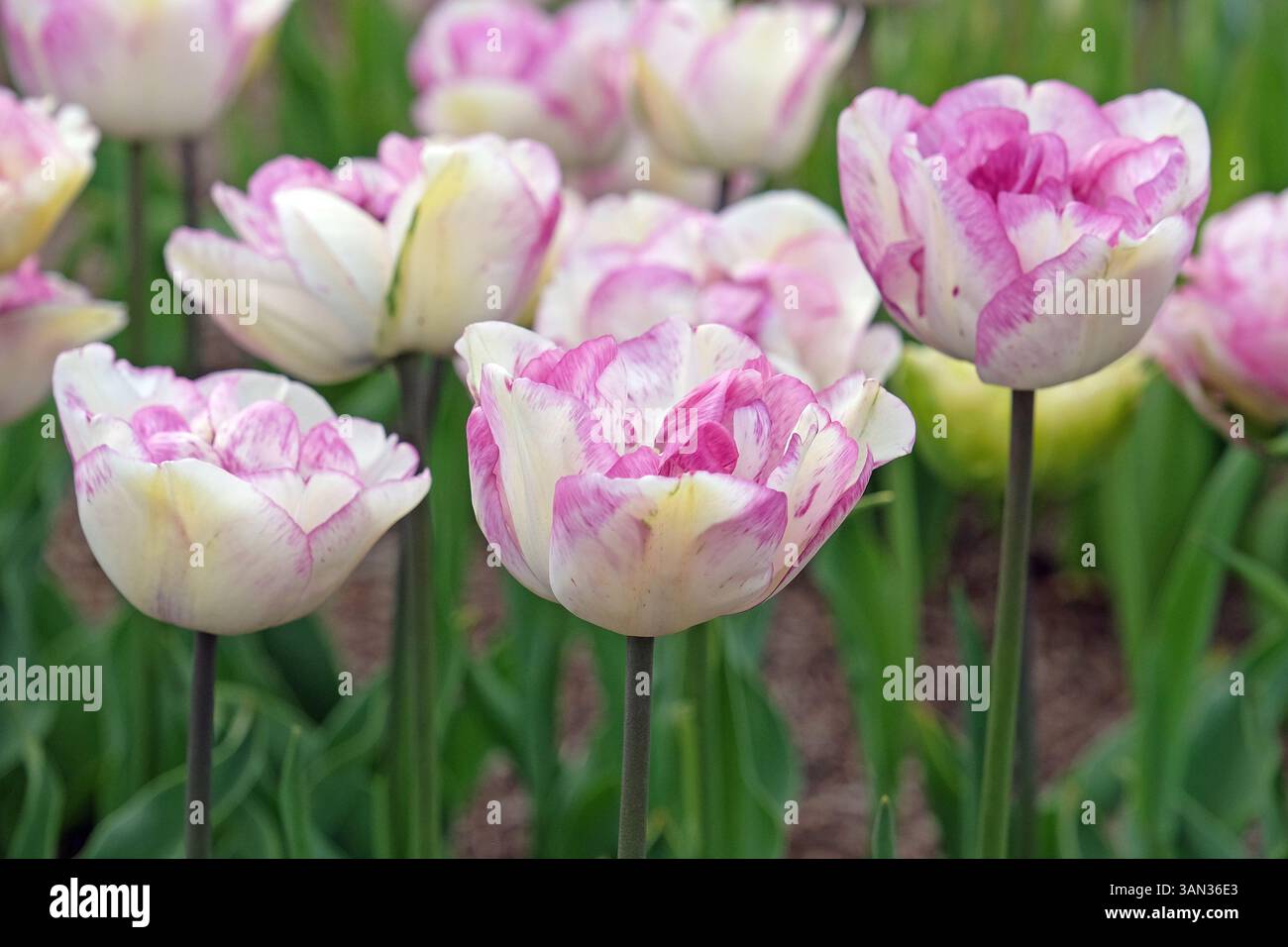 Blanc et violet lilas Late double Late Tulip, tulipa « Shirley double » en fleur. Banque D'Images