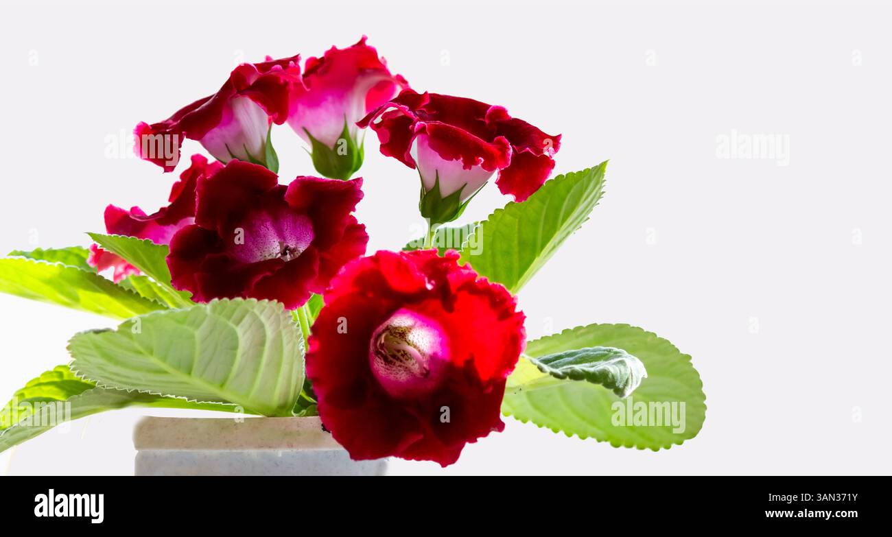 Gros plan de fleurs de gloxinia rouge vif avec des pétales veloutés et un cou moucheté blanc sur un fond blanc Banque D'Images