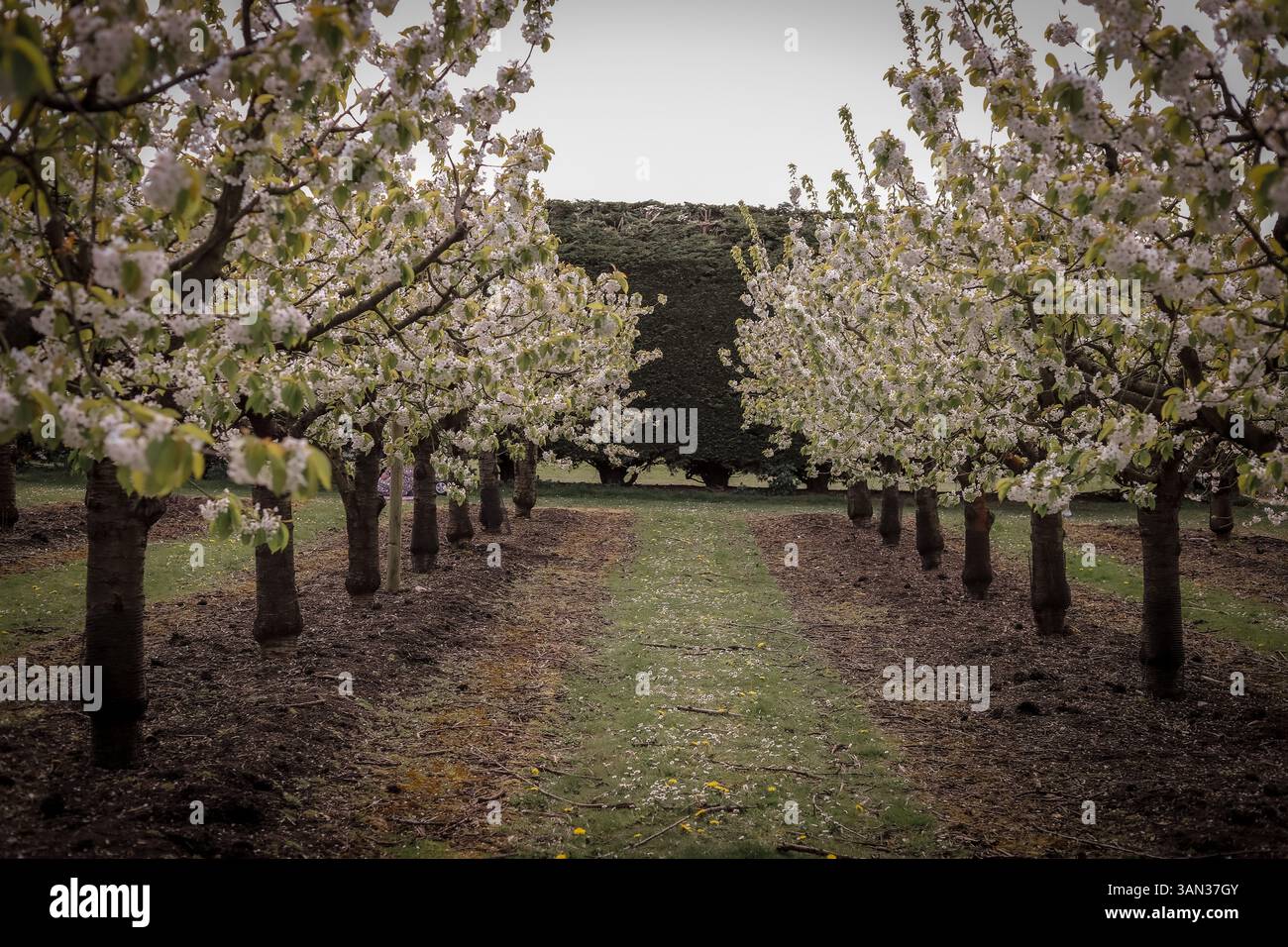 Cerisier en fleurs (prunus) dans les vergers d'arbres fruitiers de Brodgale Farm, Faversham pour l'événement japonais Hanami festival Banque D'Images
