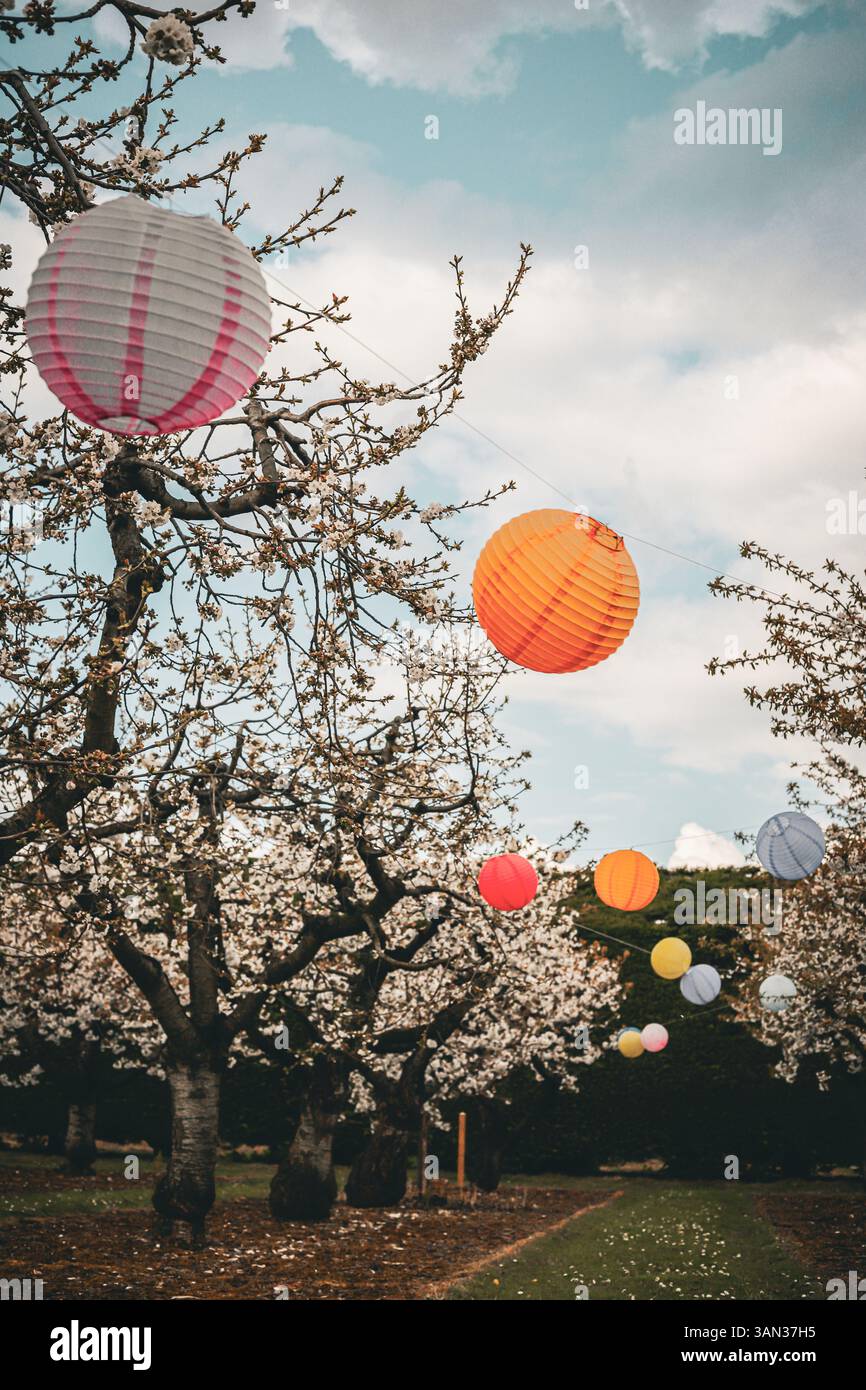Cerisier en fleurs (prunus) dans les vergers d'arbres fruitiers de Brodgale Farm, Faversham pour l'événement japonais Hanami festival Banque D'Images