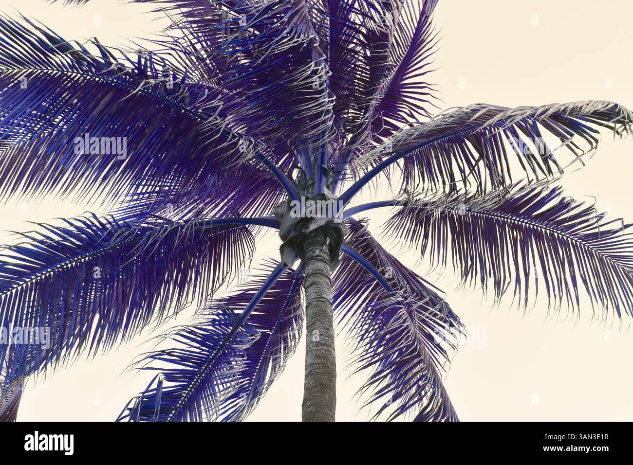 Paumes rapprochées avec des couleurs pop Banque D'Images