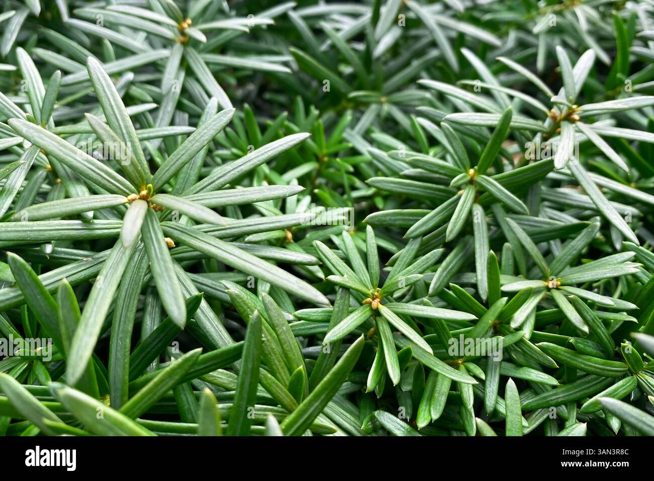 Surface feuillue vibrante dans des couleurs d'automne riches Banque D'Images