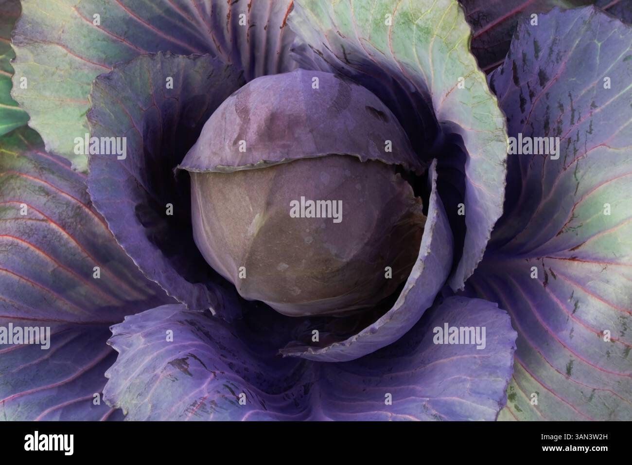 Couleur riche haut vers le bas shot de feuilles de chou avec un style floral et une texture dramatique Banque D'Images