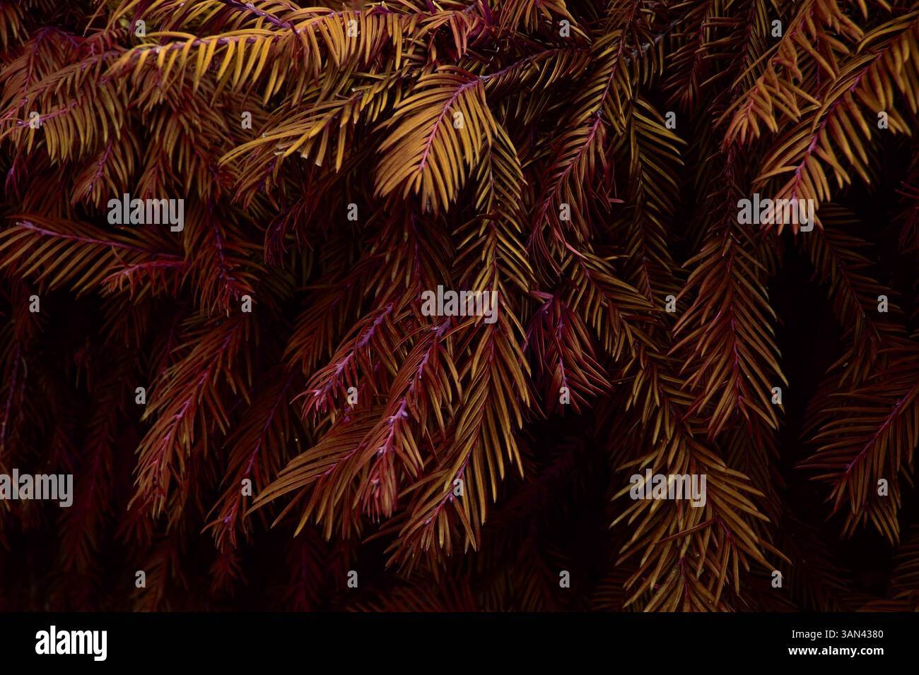 fond de nature avec des branches d'arbre à feuilles persistantes dans des couleurs vertes riches Banque D'Images