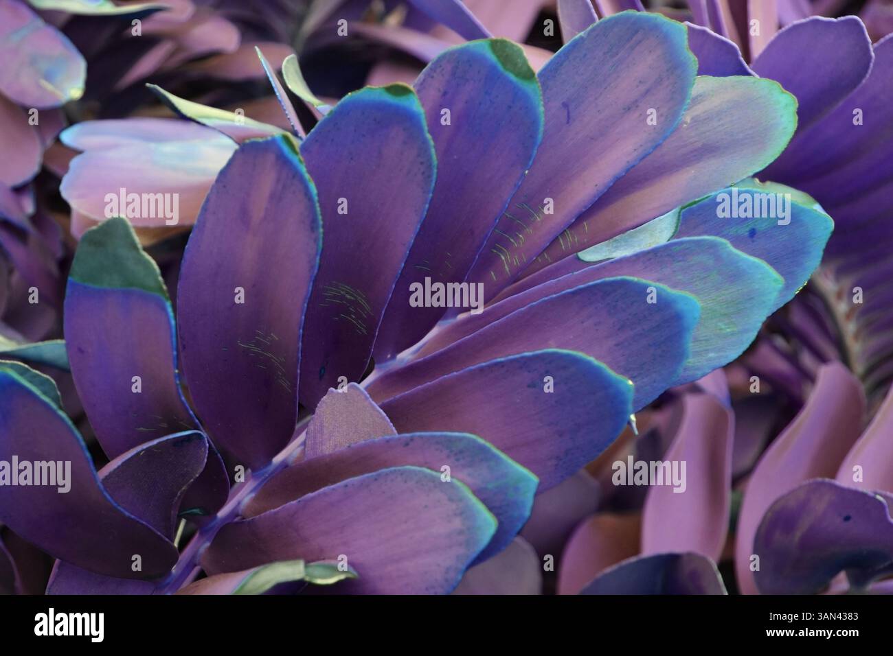 Riches couleurs de feuillage avec éclairage naturel Banque D'Images