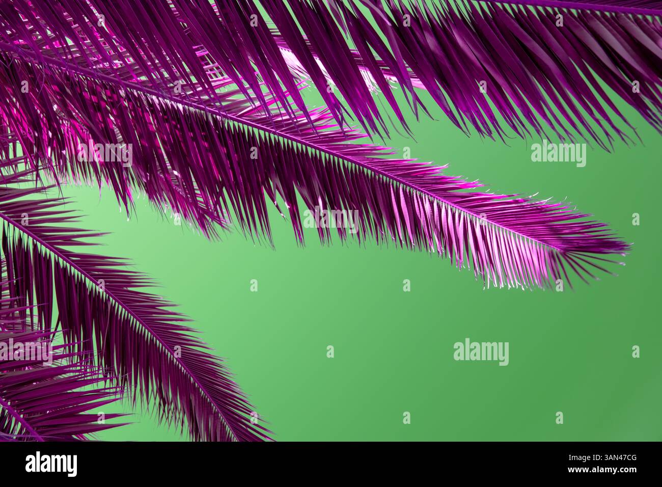 Couleur riche mise au point palmier Banque D'Images