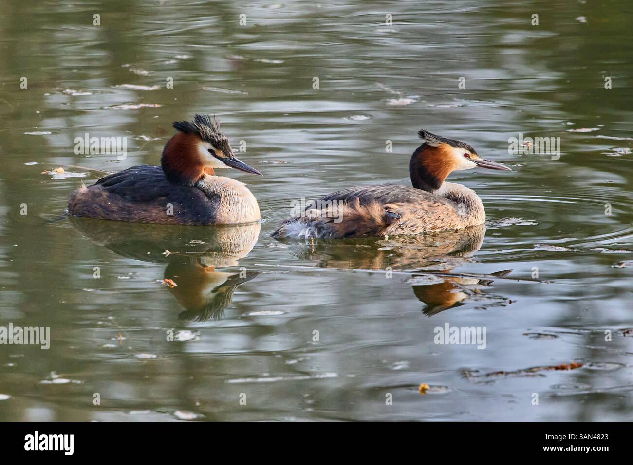 Un couple reproducteur de Grebes à crête (Podiceps cristatus) nageant ensemble sur un lac. Banque D'Images