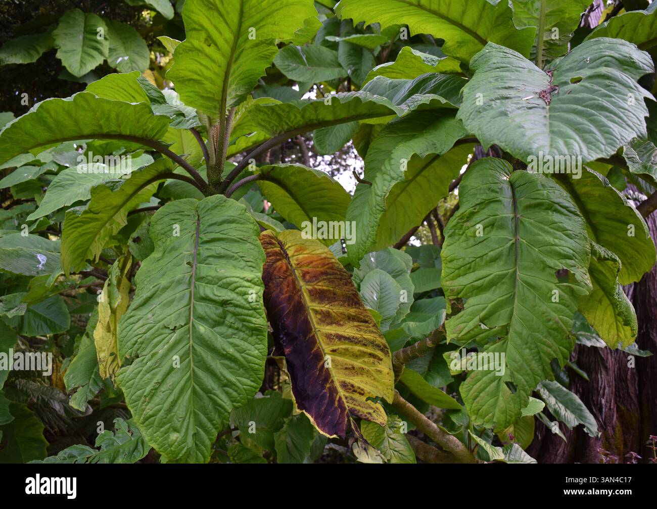 Texture de motif de feuille avec des tons de couleurs riches Banque D'Images