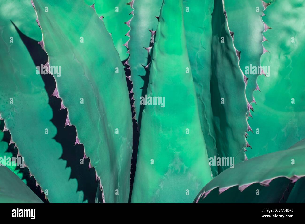 fond de texture de plante d'aloès vibrant avec des tons naturels riches Banque D'Images