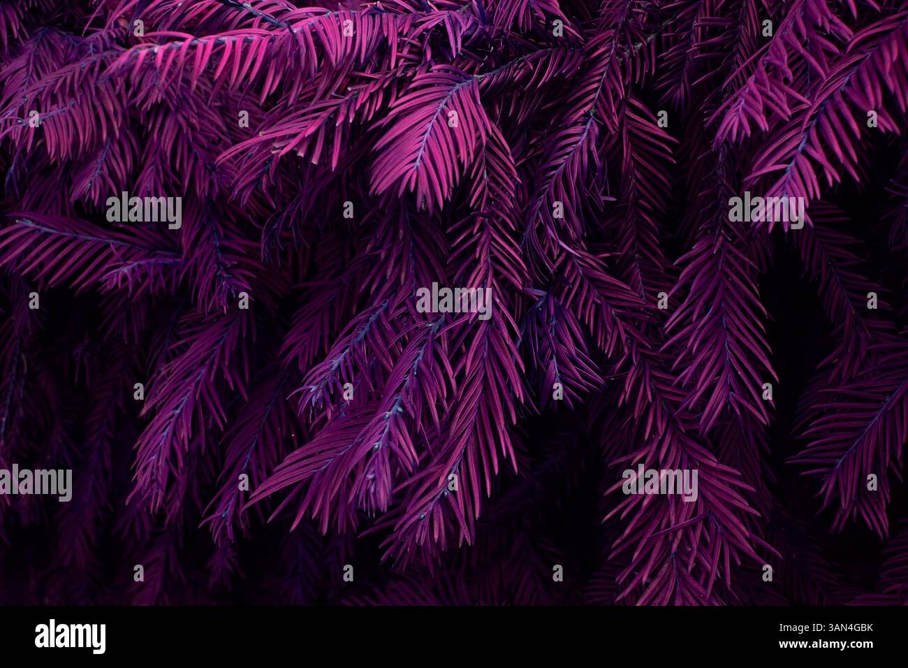 couleurs riches branches persistantes dans les bois avec une faible profondeur de champ Banque D'Images