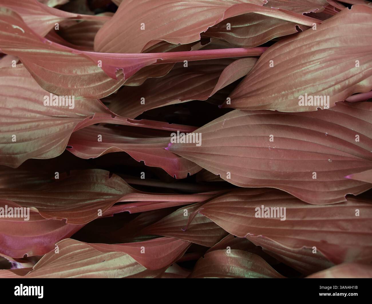 Détail de feuille riche sur fond naturel Banque D'Images