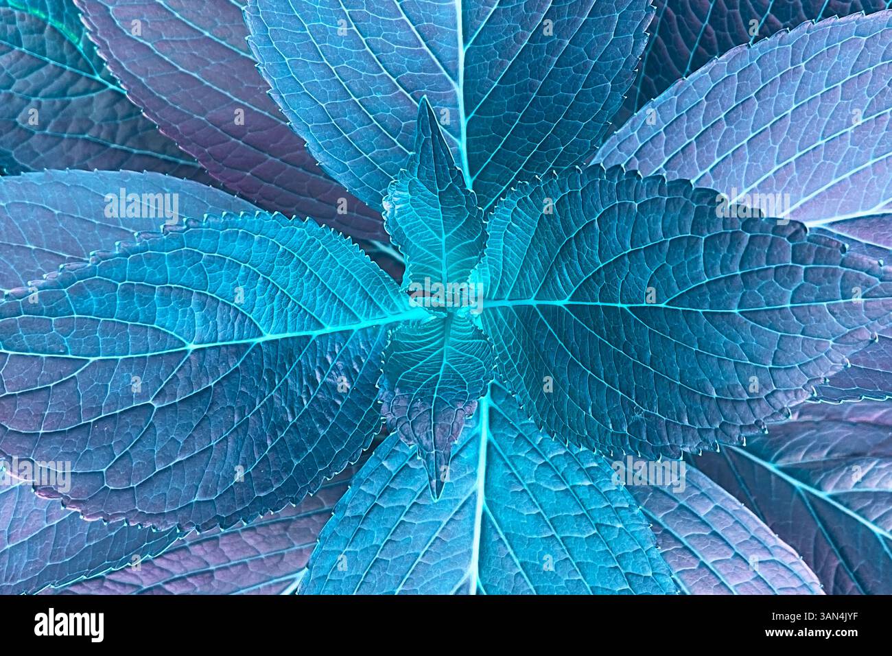 Photo macro feuille avec des tons saisonniers riches Banque D'Images