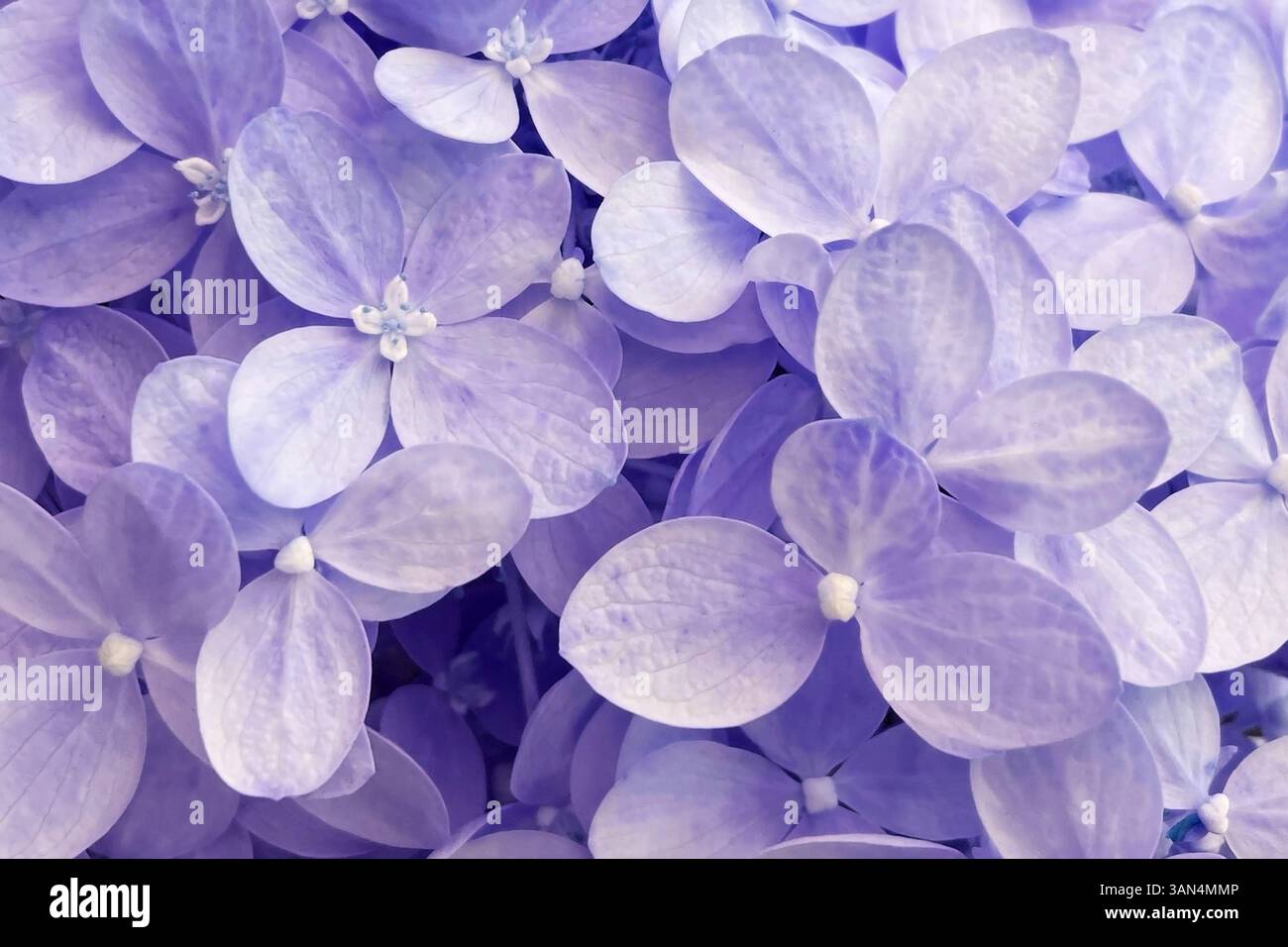 Motif floral riche en couleurs d'hortensias en fleurs et de verts de jardin Banque D'Images