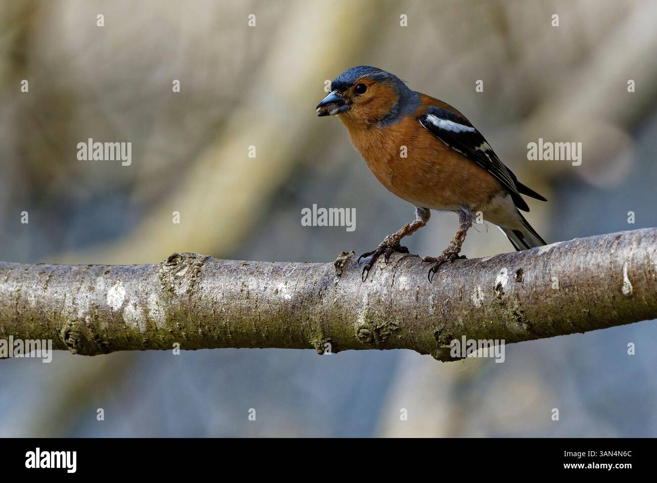Un chapelet eurasien s'assit tranquillement sur une branche d'arbre, ses plumes se froissant doucement dans la brise. Banque D'Images