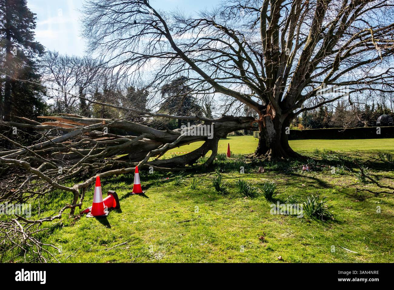 Une grande branche d'arbre est tombée dans un parc public, avec des cônes de sécurité placés autour pour éloigner les visiteurs, mettant en valeur les conséquences des tempêtes récentes. Banque D'Images