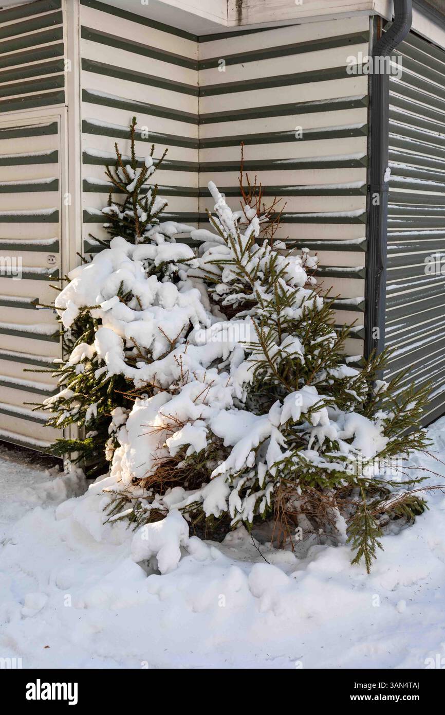 Arbres de Noël enneigés après des vacances dans le district de Munkkiniemi à Helsinki, Finlande Banque D'Images