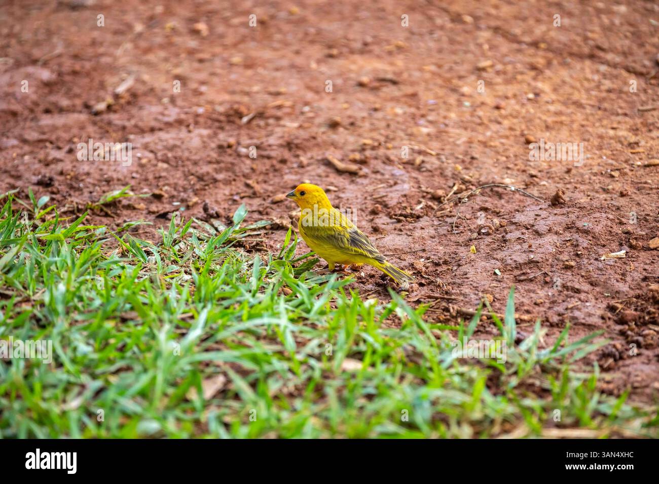 canari typique des terres tropicales brésiliennes, oiseau canari jaune Banque D'Images