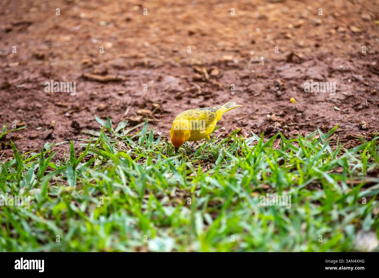 canari typique des terres tropicales brésiliennes, oiseau canari jaune Banque D'Images