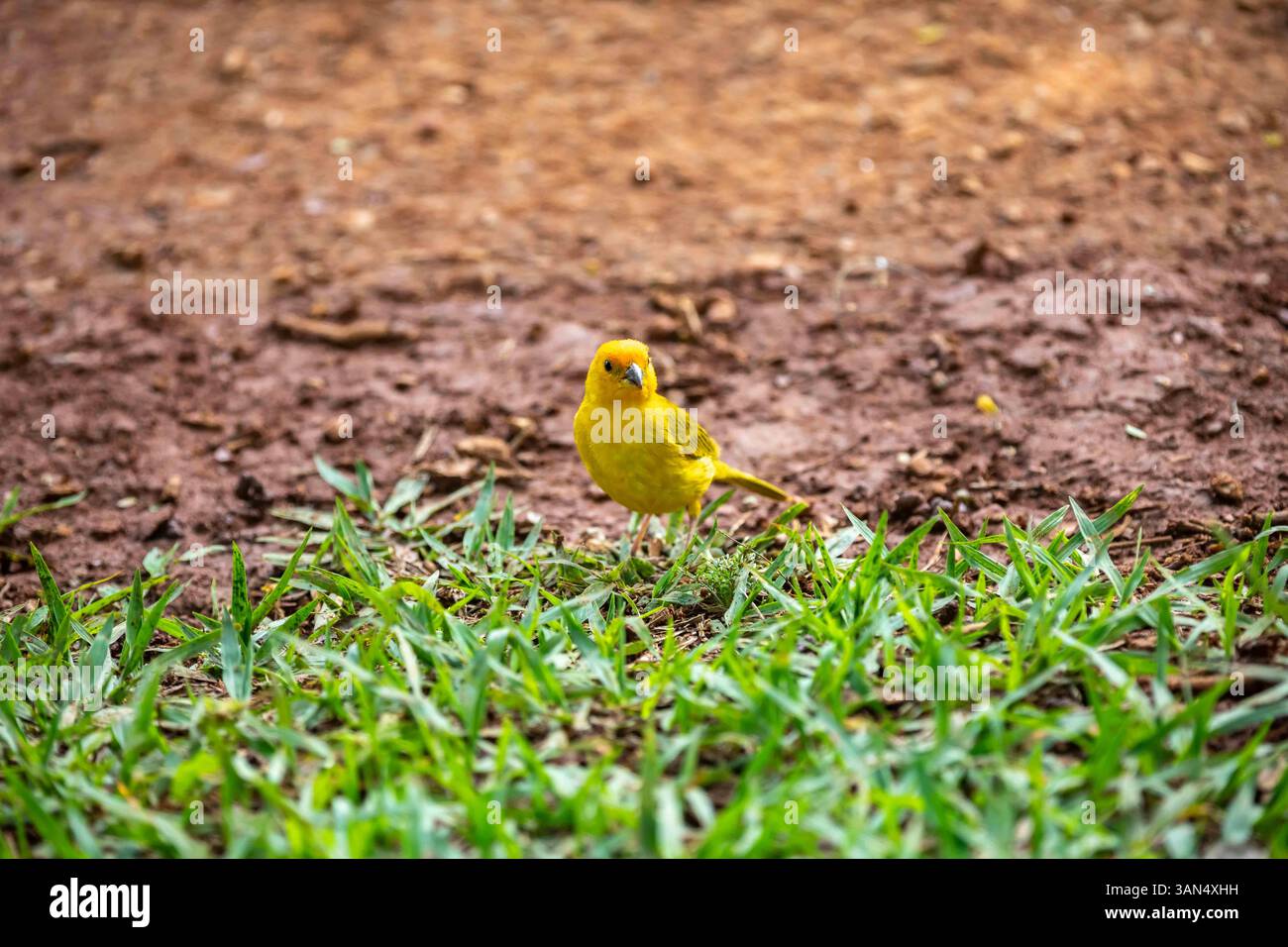 canari typique des terres tropicales brésiliennes, oiseau canari jaune Banque D'Images