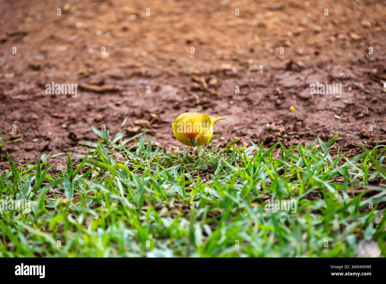 canari typique des terres tropicales brésiliennes, oiseau canari jaune Banque D'Images