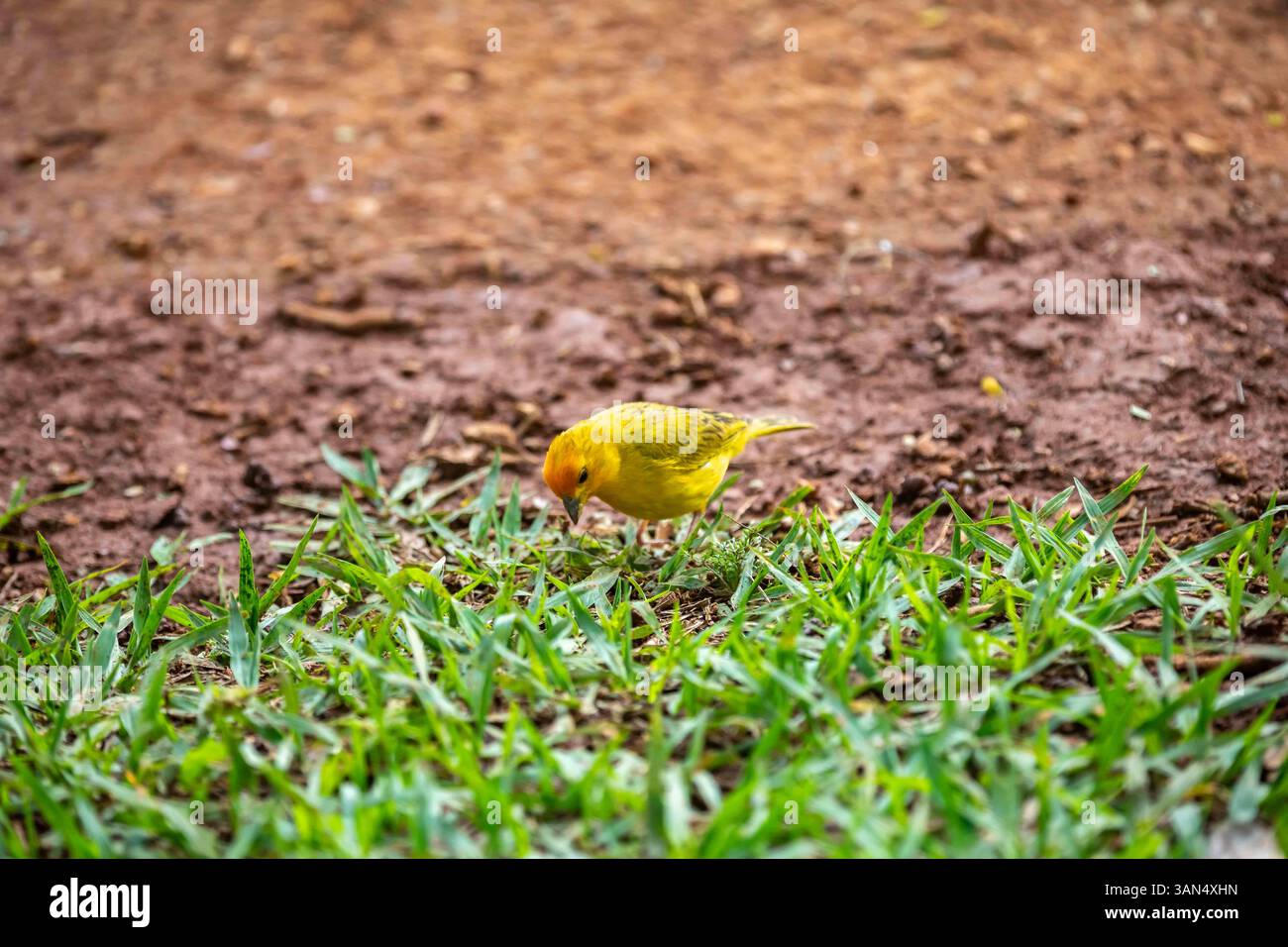 canari typique des terres tropicales brésiliennes, oiseau canari jaune Banque D'Images
