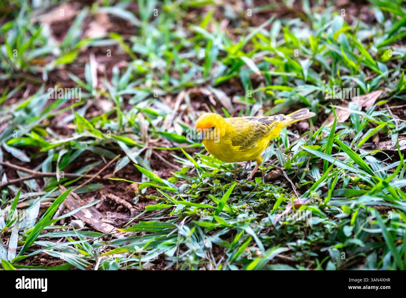 canari typique des terres tropicales brésiliennes, oiseau canari jaune Banque D'Images