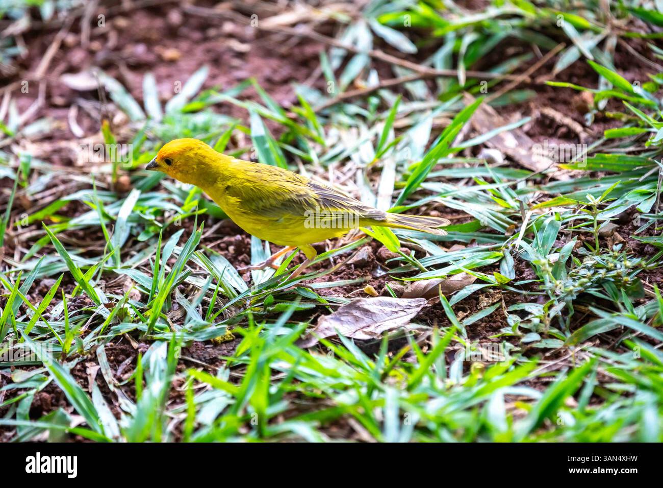 canari typique des terres tropicales brésiliennes, oiseau canari jaune Banque D'Images