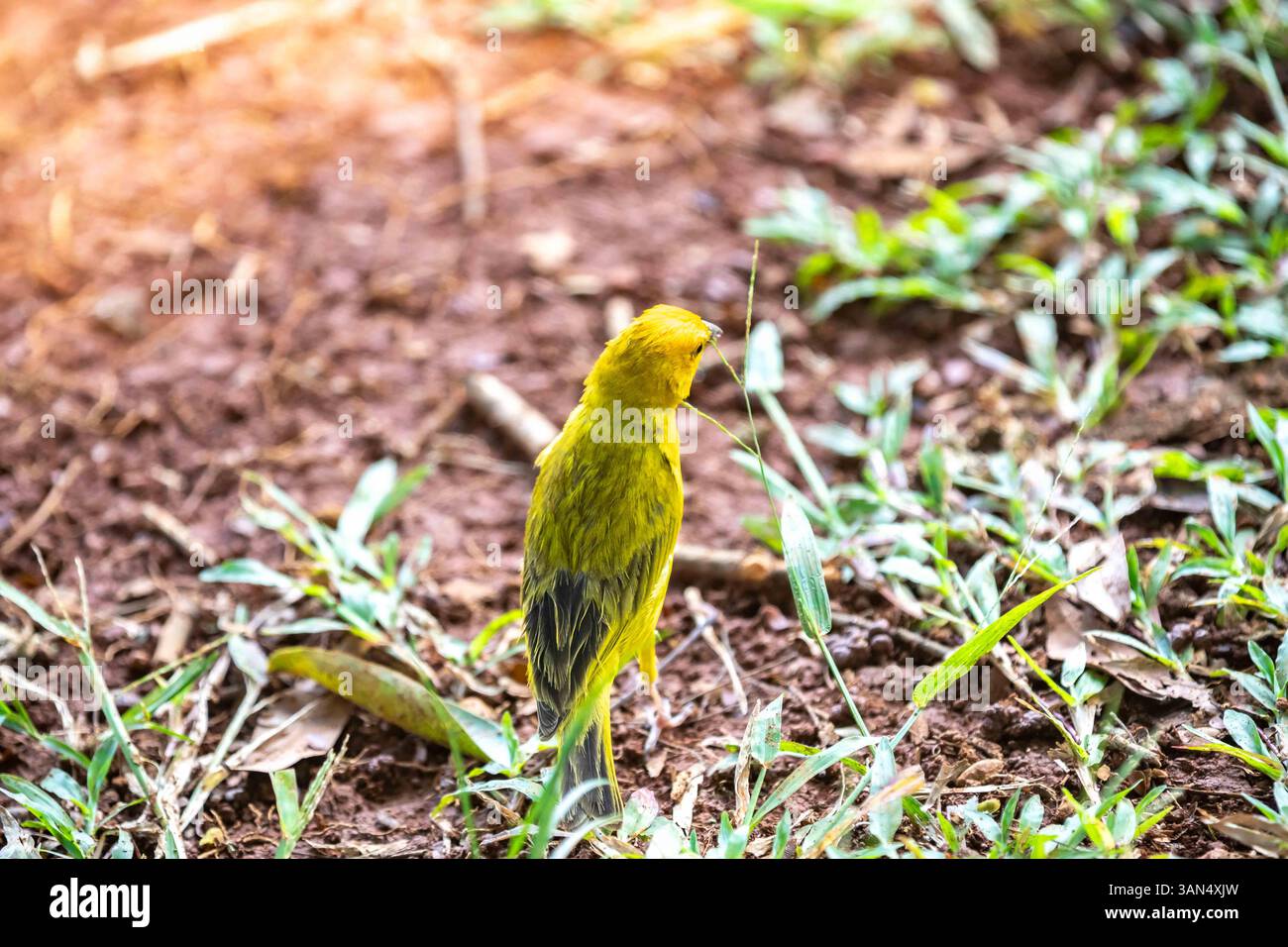 canari typique des terres tropicales brésiliennes, oiseau canari jaune Banque D'Images
