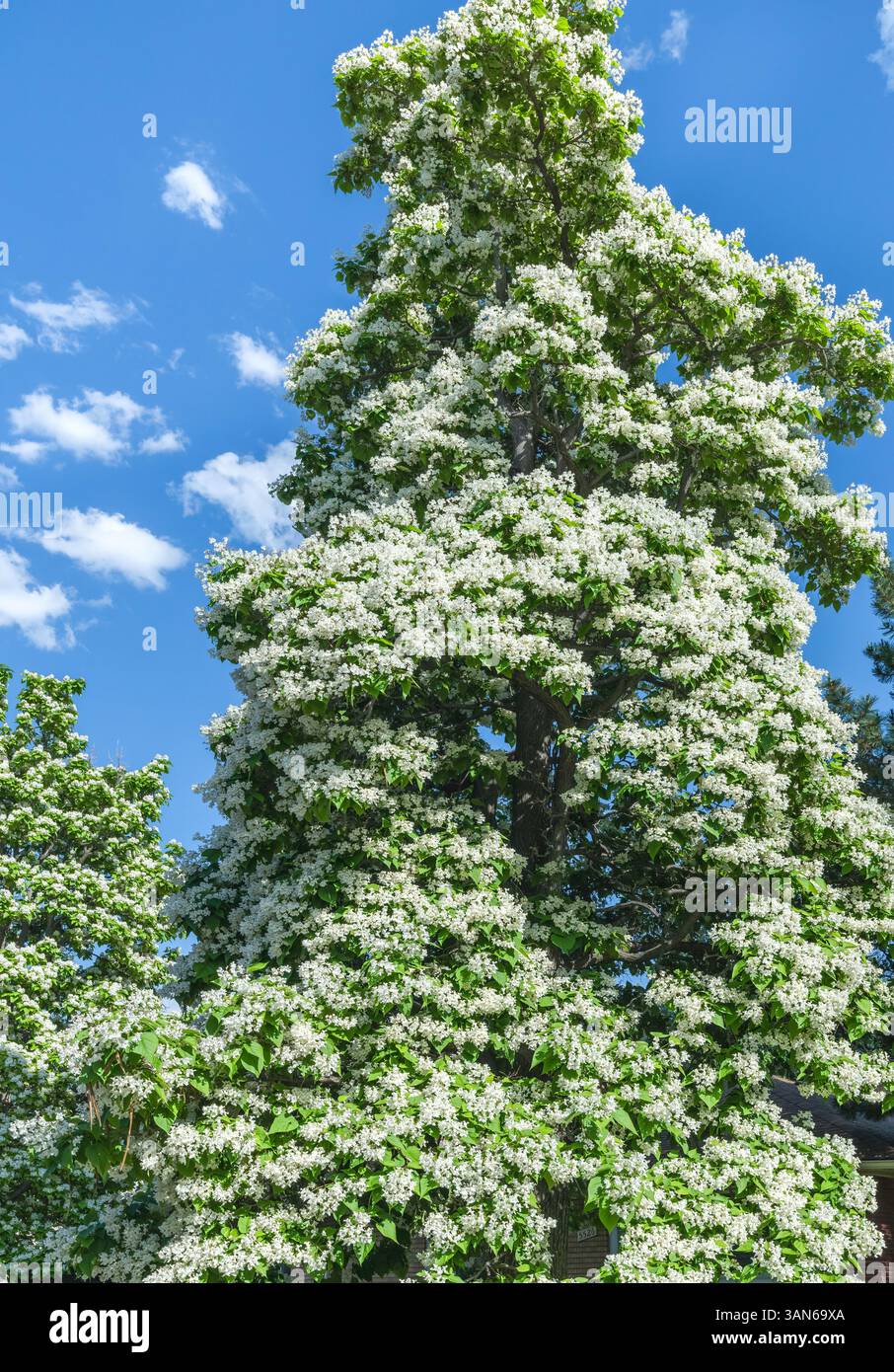 Un arbre catalan très grand et majestueux rempli de fleurs en fleurs contre un beau ciel bleu de printemps dans le Colorado au début de juin. Banque D'Images