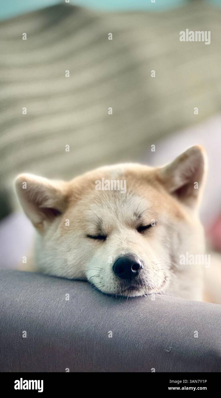 Akita inu chien dormant sur le canapé accoudoir avec un fond flou Banque D'Images