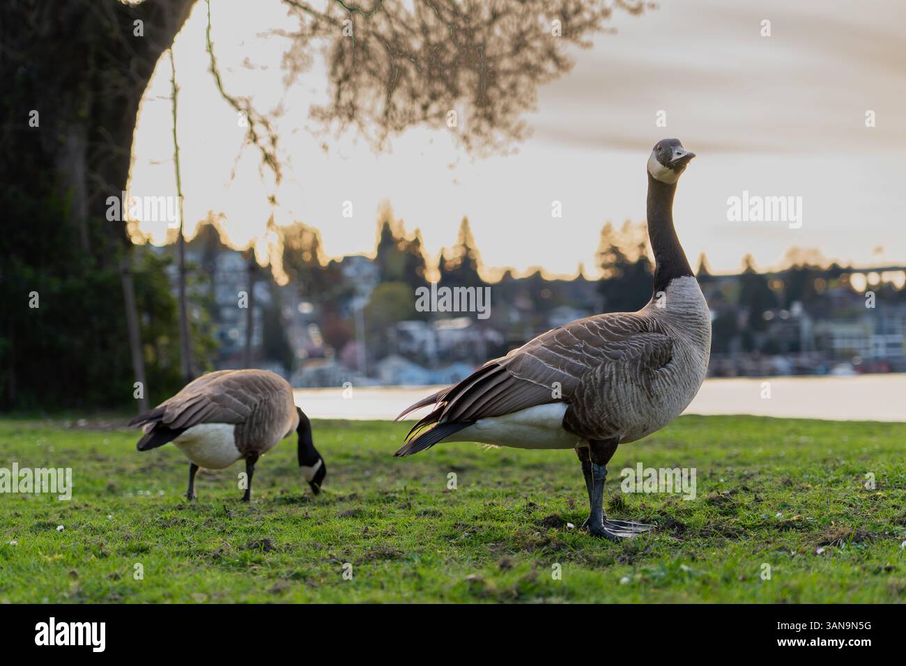 Seattle WA USA - 7 avril 2025 : Canada Goose sur l'herbe au bord du lac Washington Banque D'Images
