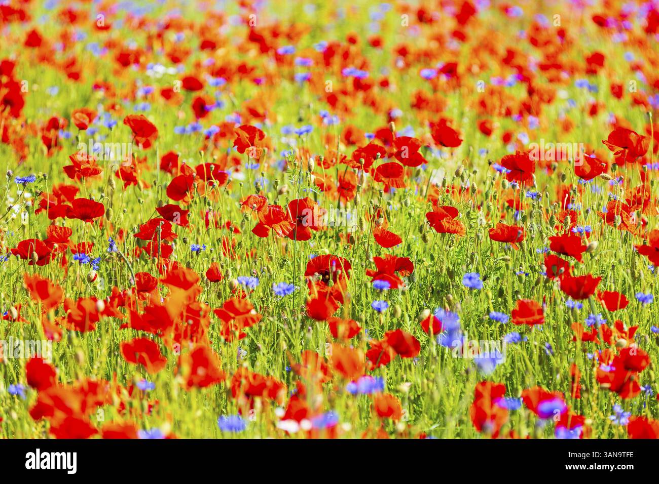 Pavot de maïs (Papaver rhoeas) et bleuet (Centaurea cyanus) en fleurs dans un pré, Suisse saxonne, Saxe, Allemagne, Europe Banque D'Images