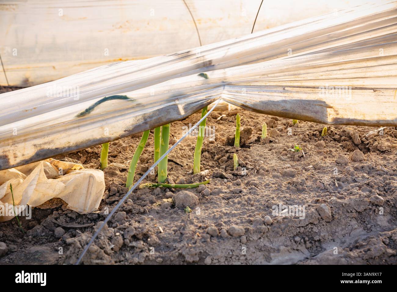 Champ d'asperges protégé par des bâches et du papier d'aluminium contre le gel du sol avant la récolte Banque D'Images