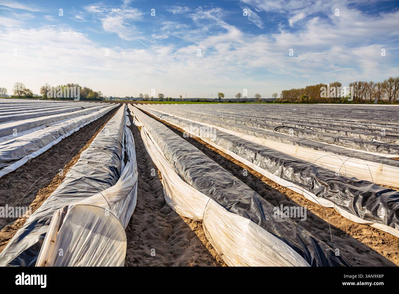Champ d'asperges protégé par des bâches et du papier d'aluminium contre le gel du sol avant la récolte Banque D'Images