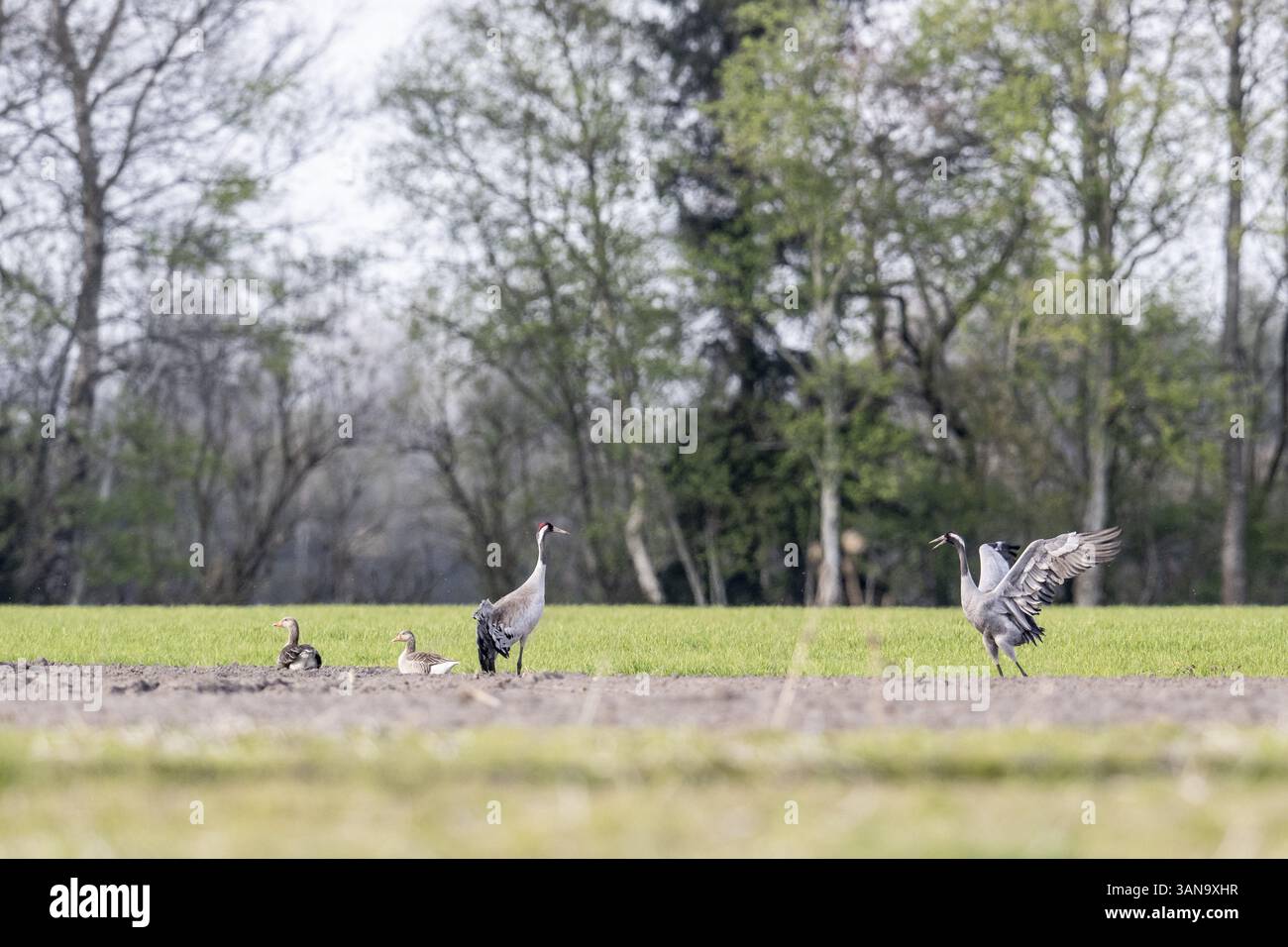 Grues (Grus grus), danse, Emsland, basse-Saxe, Allemagne, Europe Banque D'Images