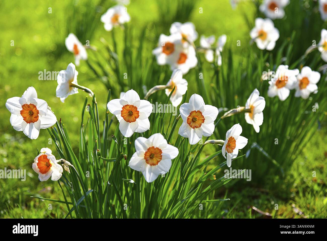 Floraison Narcissus tazetta (Narcissus tazetta) ou Tazette, Bavière, Allemagne, Europe Banque D'Images