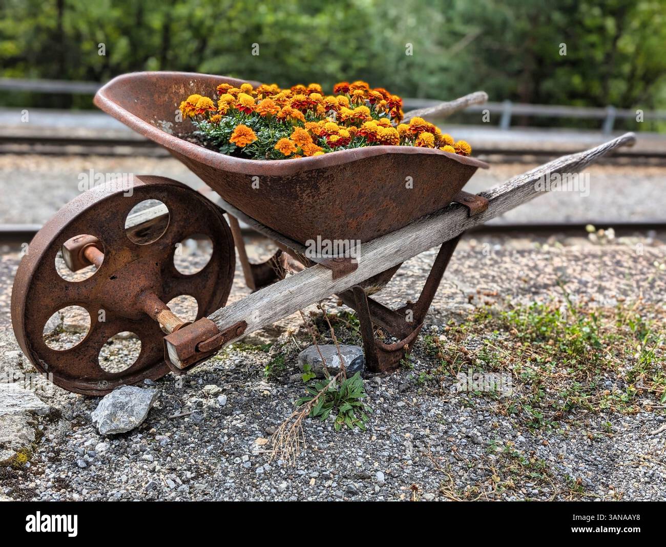 Une vieille brouette rouillée remplie à ras bord de fleurs vibrantes est assise sur le sol, Banque D'Images