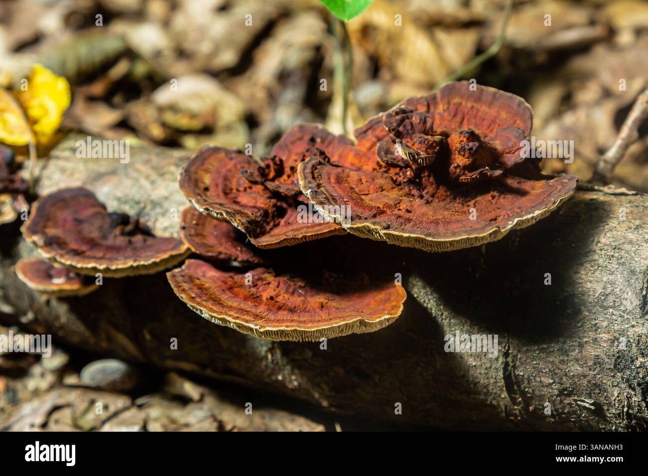 Hymenochaete rubiginosa pousse sur une bûche en décomposition dans une forêt, affichant sa surface brun rougeâtre unique et ses couches distinctes. Les champignons contribuent à Banque D'Images