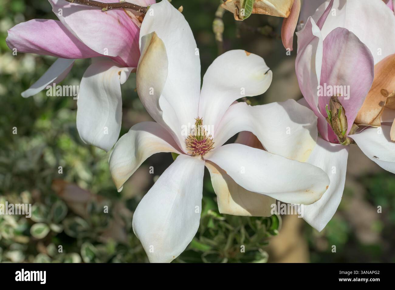 Gros plan de fleurs de magnolia (Magnolia × soulangeana) en pleine floraison, avec des pétales blancs et rose pâle, symbolisant le printemps, le renouveau et la beauté naturelle Banque D'Images
