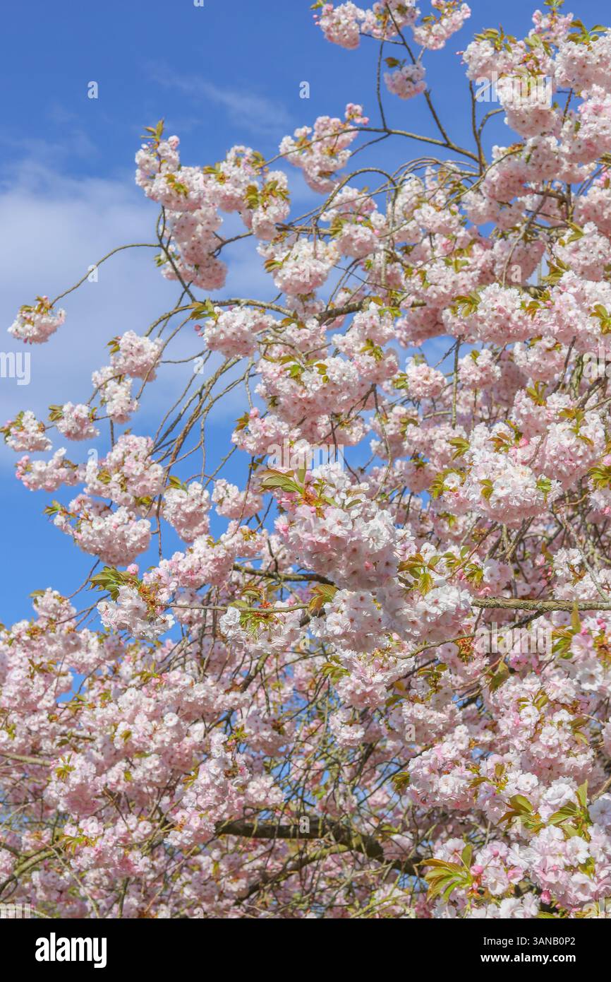 Cerisier en fleurs (prunus) dans les vergers d'arbres fruitiers de Brodgale Farm, Faversham pour l'événement japonais Hanami festival Banque D'Images