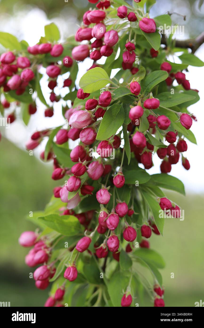 Cerisier en fleurs (prunus) dans les vergers d'arbres fruitiers de Brodgale Farm, Faversham pour l'événement japonais Hanami festival Banque D'Images
