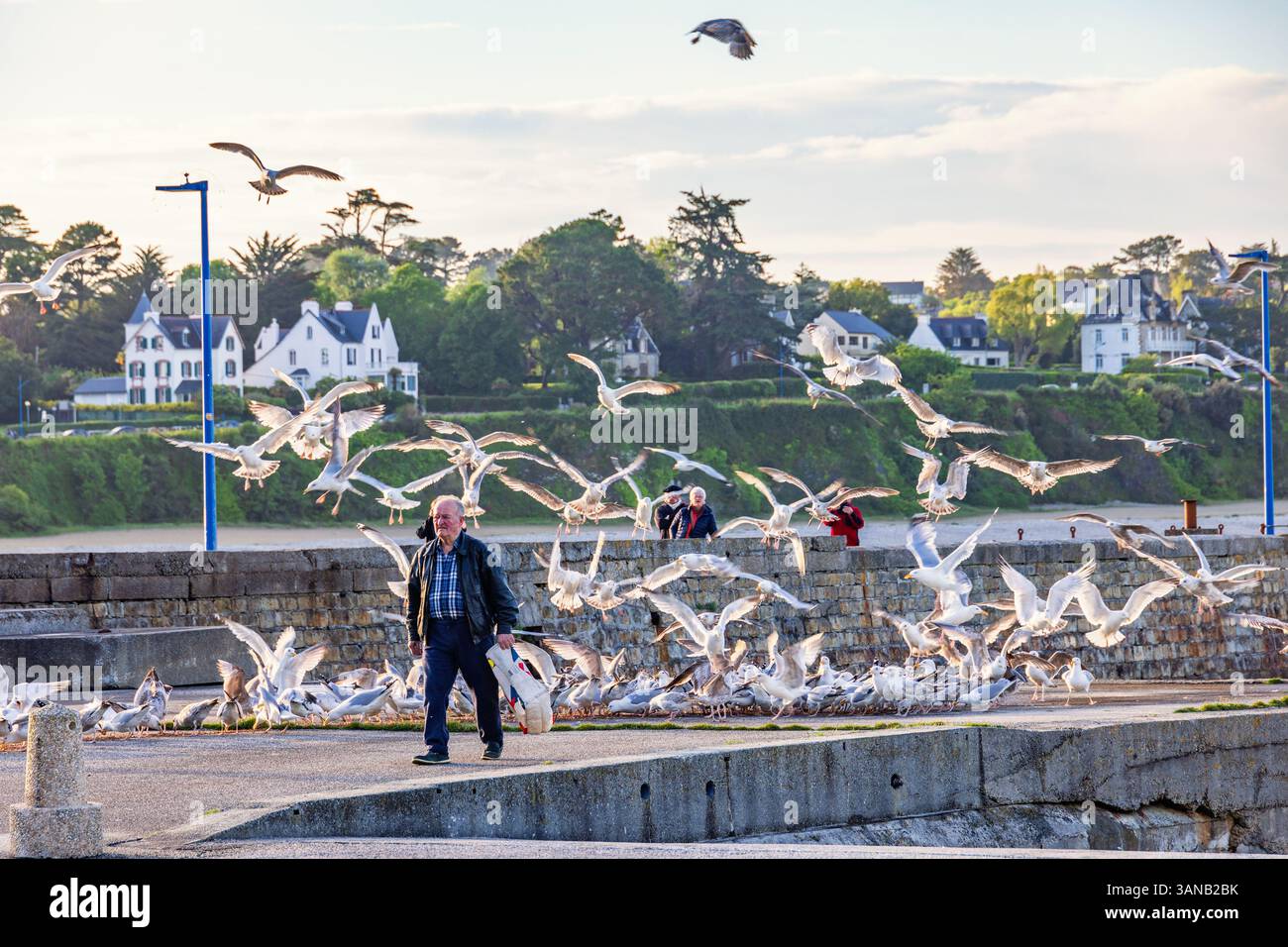 Homme marchant sur une jetée avec un troupeau de goélands Banque D'Images