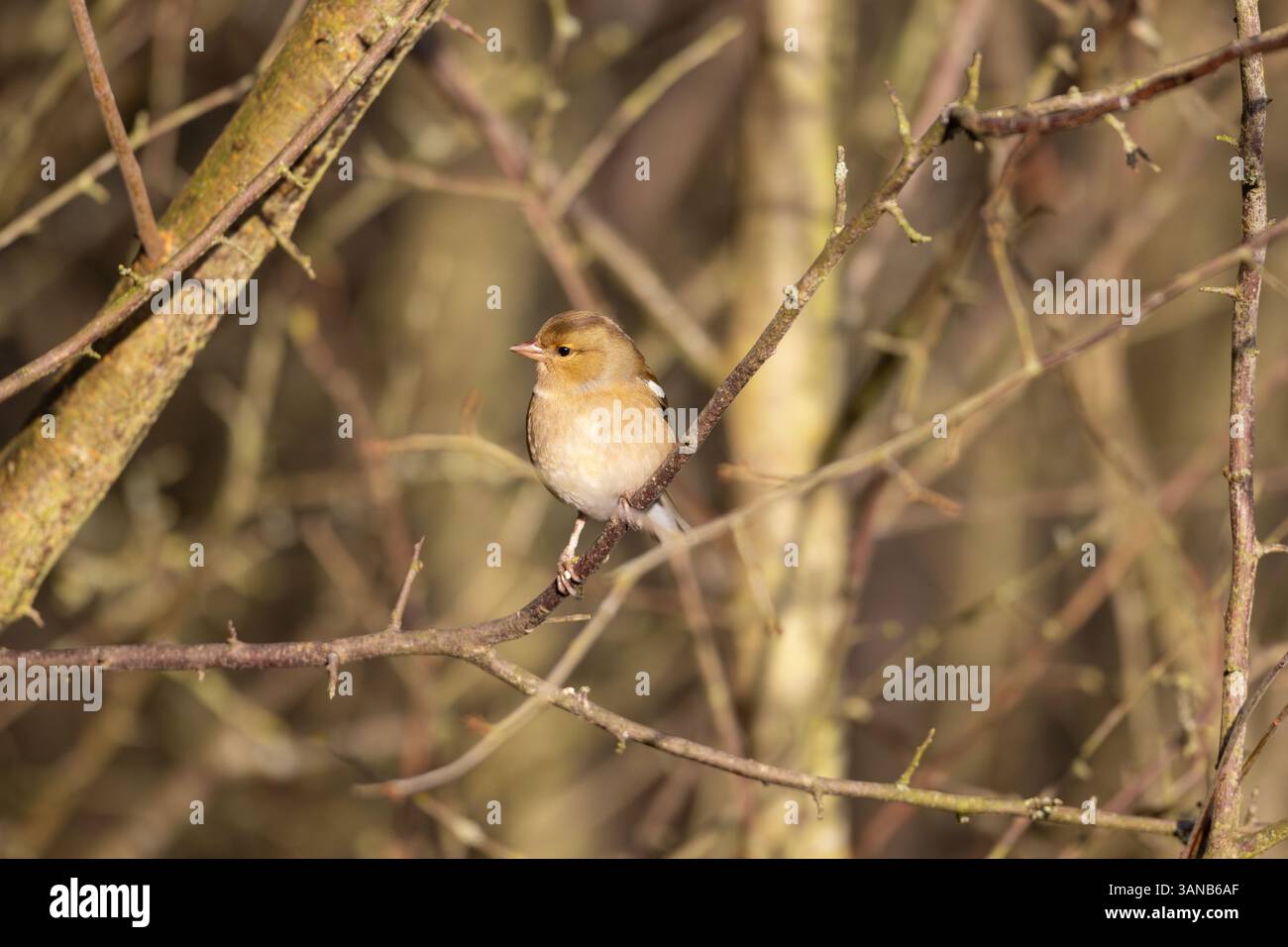 Chaffinch était assis dans un buisson par un matin de printemps ensoleillé, comté de Durham, Angleterre, Royaume-Uni. Banque D'Images